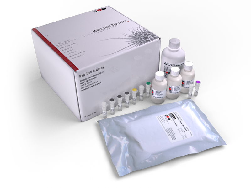 その他 ERK erk-1-2-antibody-c-9-western-